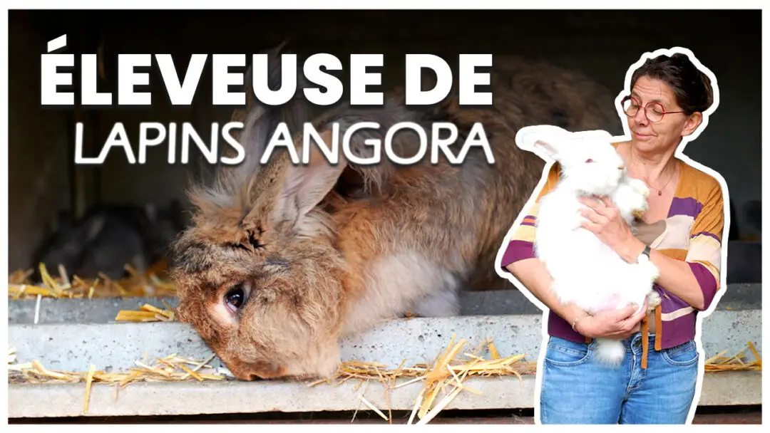 Miniature youtube Phil'Angora. Eleveuse de lapins angoras. Annecy